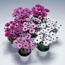 Osteospermum Seeds 15 Thru 50 Osteospermum Passion Mix Seeds African Daisy Seeds - $16.65