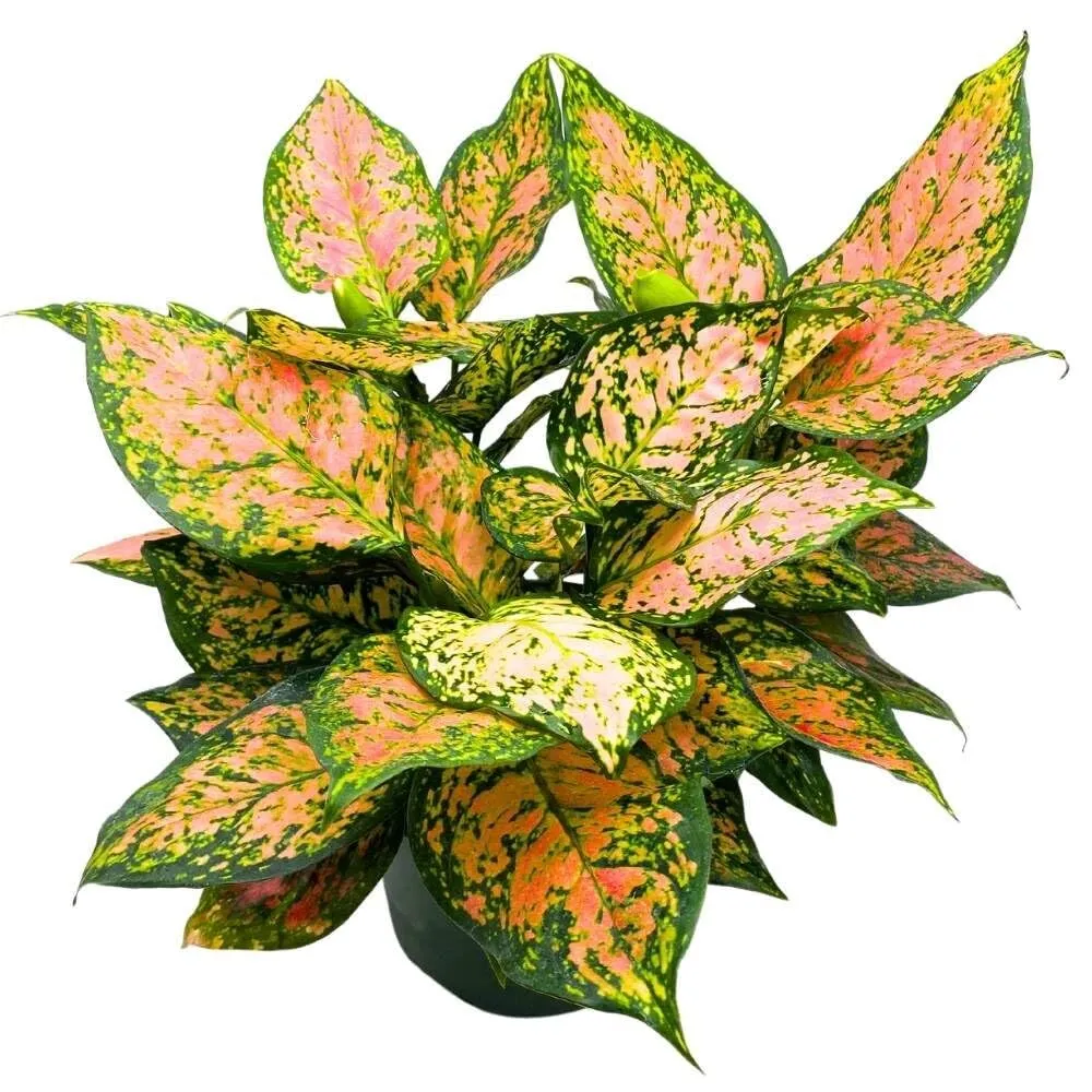 Aglaonema Pink Dalmatian 6 in ininese Evergreen Pink Beauty Lady Valentine - £45.22 GBP
