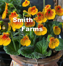 HS  25 Seeds Yellow Lady&#39;S Purse Flowers Calceolaria X HSrbeohybrida - £5.12 GBP