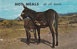 Hot Meals At All Hours Burro Feeding Young Postcard D48 - £2.39 GBP