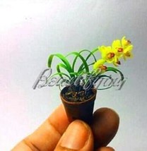 Goodidea 100PCS Phalaenopsis Orchid Seeds - Mini Type Yellow Flowers - $6.68