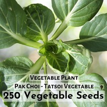 250 seeds Pak Choi - Tatsoi Vegetable Seeds - $11.03 CAD