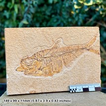 RARE: 5.5&quot; Diplomystus Fossil Fish – Green River Formation, Eocene – Wyo... - $28.72