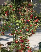 “ 10 PCS seeds Unusual Dwaft &#39;Weeping Wickson&#39; Red Apple Tree Extraordinary Swee - £8.79 GBP