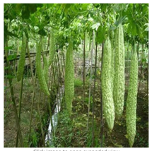 10 Seeds Taiwan S Long Green Balsam Pear Bitter Melon Bonsai Four Seasons Sowing - $11.99