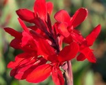 2 Red Canna Lily bulbs Rhizomes 48&quot;-60&quot;+ tall large green leaves deer re... - $12.99