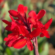 2 Red Canna Lily bulbs Rhizomes 48&quot;-60&quot;+ tall large green leaves deer re... - $12.99