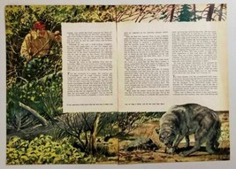 1955 Magazine Picture Hunter Sees Wolf Caught in Trap Drawn by Bill Grif... - £10.18 GBP