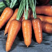 USA Seller Royal Chantenay Carrot Garden Seeds Open Pollinated Container Gardeni - £11.99 GBP