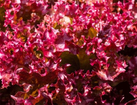 Selway Lettuce Seeds 500 Seeds Non-Gmo  Fast Shipping - £6.38 GBP