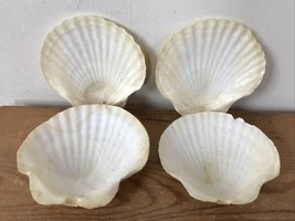 Set Lot 4 Natural Clam Scallop Sea Shells Caviar Baking Cooking Dishes 5.25&quot; - £47.54 GBP