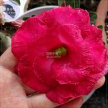 BELLFARM Adenium Vermeil Desert Rose Flower Seeds, 2 seeds, 4-layer big blooms h - £3.24 GBP