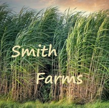 SL 50+ Seeds Sugar Cane Bamboo Shoots Sugarcane Sweet Grass - $4.50