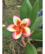 5 Orange Yellow Pink Plumeria Seeds Plants Flower Seed Perennial Easy To... - $280.01 MXN