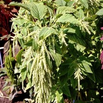 Amaranth Viridis Foxtail Tasselflower Green Amaranthus Edible 1000 Seeds... - $9.98