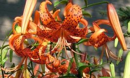 Bare Root Live Garden Plant Tiger Lily Lilium Lancifolium Perennial  - $45.80