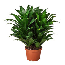 6&quot; Pot - Dracaena &#39;Janet Craig &#39; - Houseplant - living room - FREE SHIP - £56.74 GBP