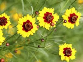 100 Fresh Seeds Coreopsis Dwarf Plains - £7.52 GBP