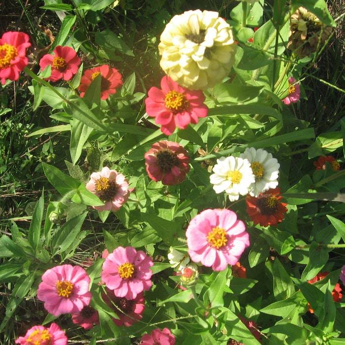 Zinnia Thumbelina Mix Seed Fresh Fast Shipping - $9.96