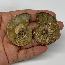 31.1g, 2&quot;x1.5&quot;x0.3&quot;, 1 Pair Half Cut Ammonite Polished Mineral @Madagascar,F2225 - £7.99 GBP