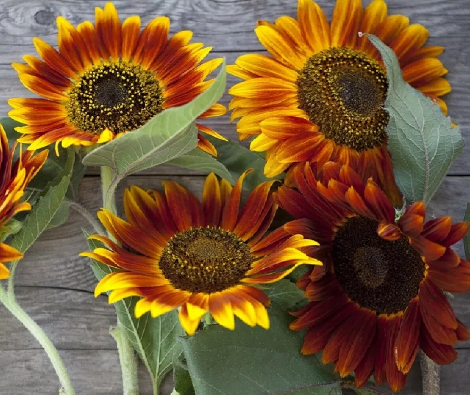 Sunflower Seeds Vibrant Heirloom Blooms Non-GMO Heirloom 5 Seeds Easy Grow - £6.09 GBP