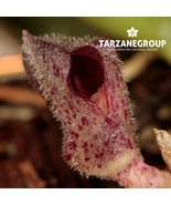 PLEUROTHALLIS / ACIANTHERA CRYPTANTHA MINIATURE ORCHID MOUNTED - $43.00