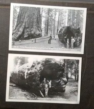 Lot Of 2 Kings Canyon National Park, Ca Fallen MONARH/LEE Trees California, Rppc - £3.81 GBP