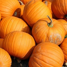 KKG Pumpkin Seeds Connecticut Field Growing Fresh Garden - $7.89