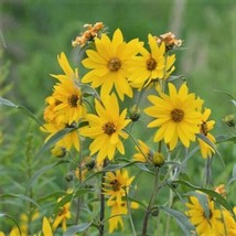 SR 2,000 Maximilian Sunflower Seeds Non-Gmo - $8.96