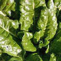Swiss Chard, Perpetual Spinach Heirloom, 200 Seeds, Non GMO - £6.28 GBP