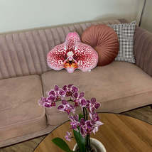 small orchid pillow / orchids / flower pillow / Phalaenopsis - £26.37 GBP