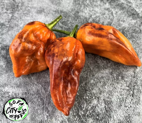 Purple Ghost Purple Bhut Wrecker Pepper Seeds 10 Fresh Seeds USA - $8.98