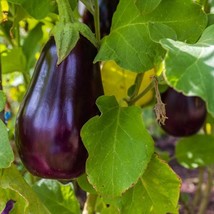 TISSEEDS Florida Market Eggplant Seeds 100 High Bush Vegetable Heirloom ... - £6.94 GBP