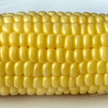 Top Hat Sweet Corn Naturally Grown Garden - $11.21