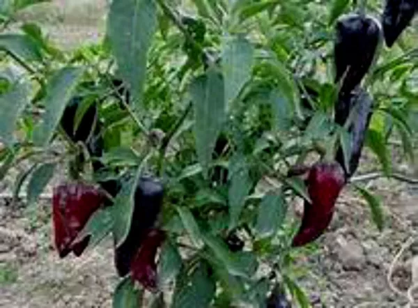 USA Seller FreshPoblano Pepper Seeds Popular Pepper For Many Dishes - £9.39 GBP