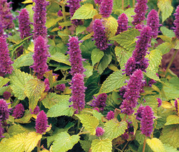 Anise Hyssop Golden Jubilee Agastache Foeniculum 20 Seeds Garden Beautiful USA S - £20.30 GBP