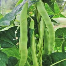 30 Pcs Lu Qing Romano Bean Seeds #MNTS - £6.31 GBP