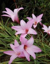3 fresh bloom size bulbs, Rain LILY, Habranthus,  zephyranthes, beautiful flower - £29.56 GBP