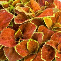 50 Coleus Fairway Orange Flower Seeds - £17.92 GBP