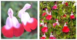 Plants - Hot Lips - Chelone lyonii - Bicolor blooms - 2.5&quot; Pot - £32.00 GBP