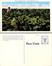 Kentucky Typical Burley Tobacco Field 1930-1945 Vintage Postcard - £5.99 GBP