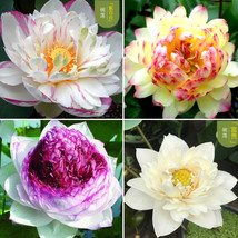 Hot New Heirloom Colorful Lotus Seeds 10 pcs FRESH SEEDS - $6.49