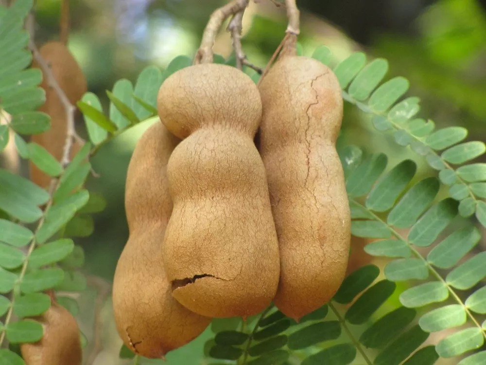 Tamarindus Indica, Tamarind Tree Tropical Edible Fruit Wood Bonsai Seed 15 Seeds - £8.83 GBP