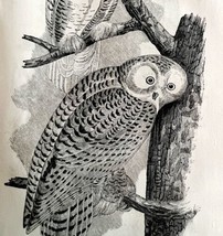 Snowy Owl Victorian 1856 Bird Art Plate Print Antique Nature Ephemera DWT15 - £30.91 GBP