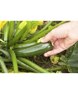 25+ Sungreen Zucchini Squash Seeds For Garden Planting  USA  ! - $5.21