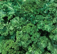 Mustard Seeds 500+ Southern Giant Curled Healthy Garden Greens - $8.99