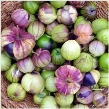 Guashi Store 50 Seeds Purple De Milpa Tomatillo Seed Organic Summer Vegetable Ga - £7.08 GBP