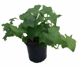 2.5&quot; Pot - German Ivy Plant - Senecio - Old Fashioned/Hard to find - Gardening - £36.37 GBP