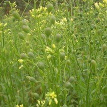 Fresh New Camelina Seeds Camelina Sativa 50 Seeds USA Seller - £23.02 GBP