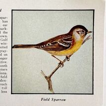 Field Sparrow Bird Print 1931 Blue Book Birds Of America Animals Art PCB... - $14.01 CAD